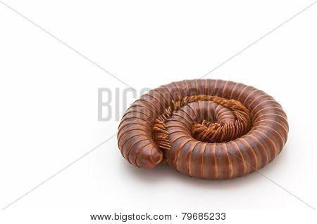 Millipede In Spiral Form.