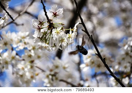 bee gathered honey