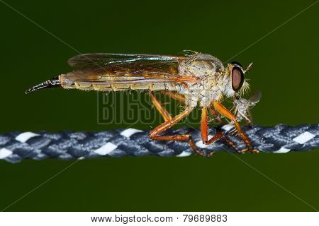 pale giant horse-fly outdoor (tabanus bovinus)