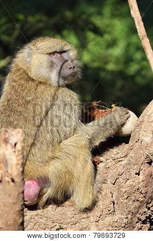 Olive Baboon Eating A Sausage Tree Fruit Kigelia