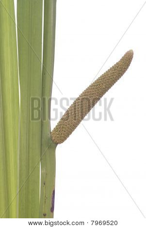 Calamus