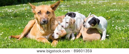 Mixed-breed cute little dog family.