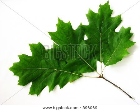 Folha verde