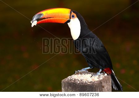 Breakfast with Toucan