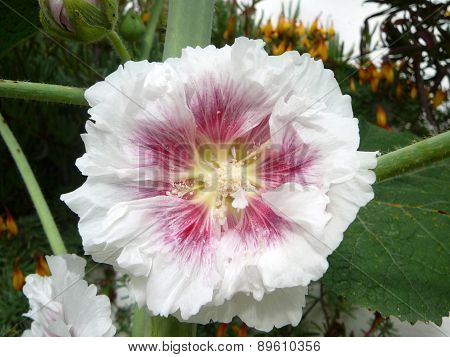 White And Pink Alcea Hollyhock Flower