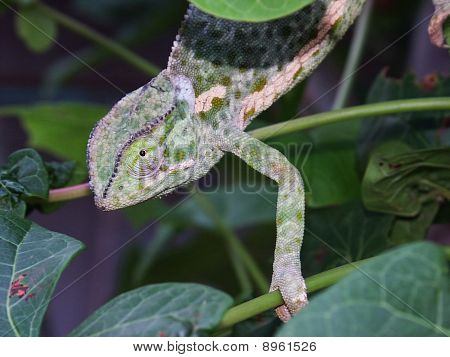 Camaleón (Chamaeleonidae) en el árbol
