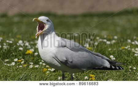 Seagull Calling