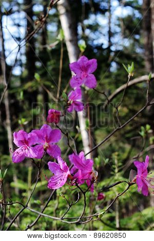 flowers of rhododendron in spring the forest