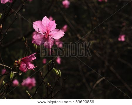 flowers of rhododendron in spring the forest