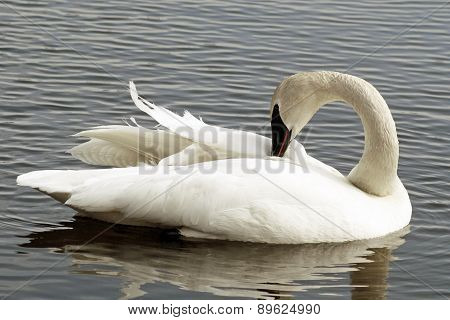 Trumpeter Swan Preening Her Feathers