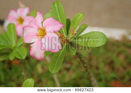 Pink Flowers In A Nature At The Park.