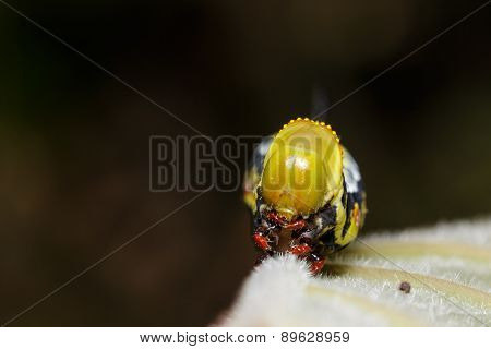 Head Of Pellucid Hawk Moth (cephonodes Hylas Linnaeus) Caterpillar