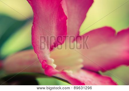 Desert Rose