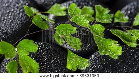 Beautiful Spa Concept Of Green Twig Adiantum Fern On Zen Basalt Stones With Drops, Panorama