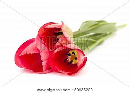 Red tulips (flowers) on white background