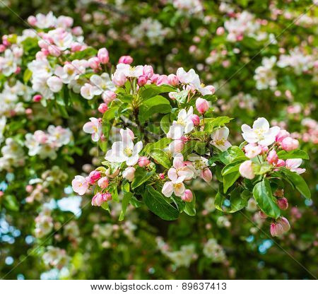 Budding And Blossoming Crabapple Tree From Close