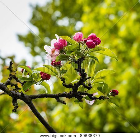 Fragile Red Budding Crabapple Twig From Close