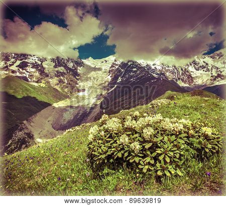 Flowering Bush Of Rhododendron At The Foot In The Caucasus Mountaions