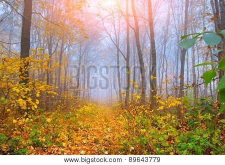 Colorful Autumn Morning In The Foggy Autumn Forest