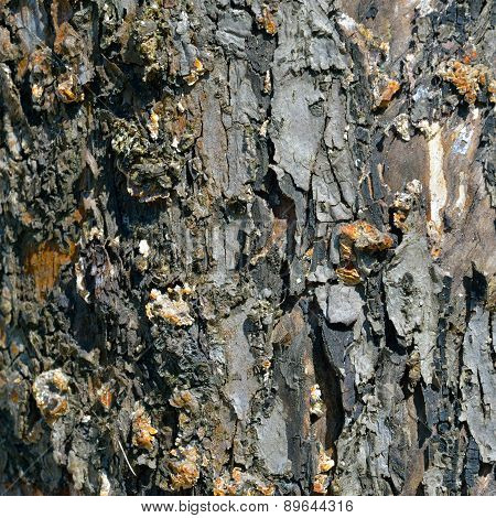 Tree Texture Background Pattern