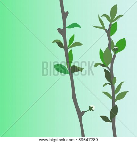 Figure branches of a young tree .