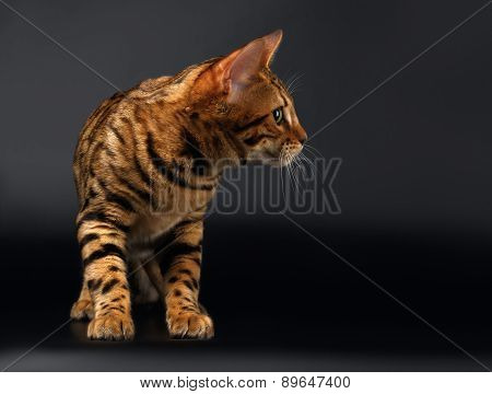 Bengal Cat Looking at Right on Black background