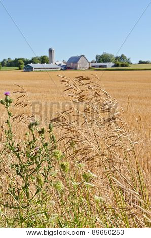 Wheat Field
