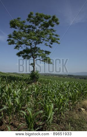 Farm Field Walkway Tree Plant Soil Argriculture Farmer Job Concept