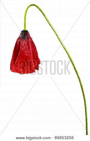 Red Poppy