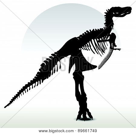 Dinosaurs Trex Skeleton