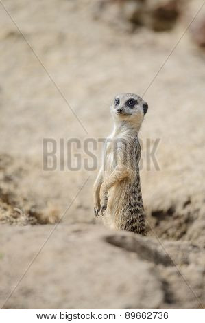 Meerkat On Watch