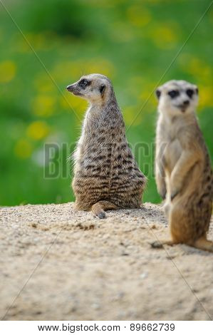 Two Meerkats On Watch