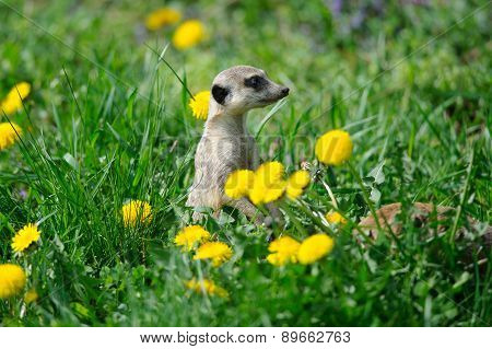 Meerkat In Green Grass With Dandelions