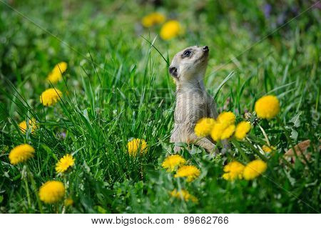 Meerkat In Green Grass With Dandelions