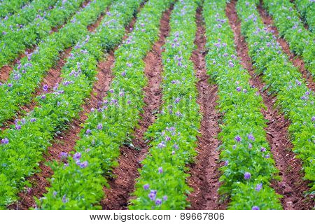 Rows Of Potato Plants