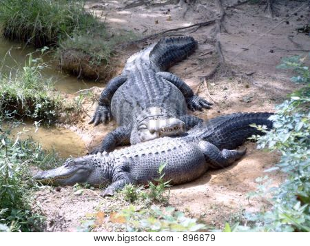 Caimanes