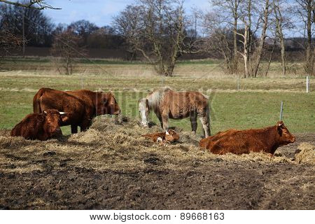 Farm Animals