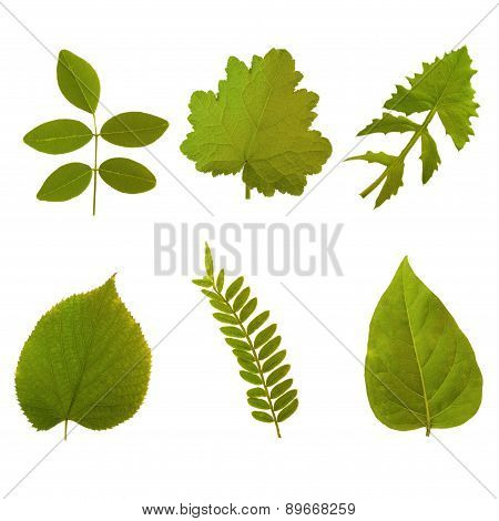 Leaves
