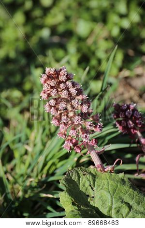 Butterbur Blossoms