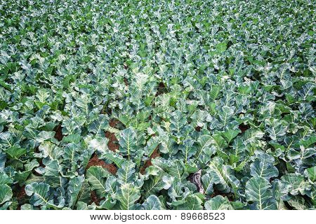 Field Of Green Kale