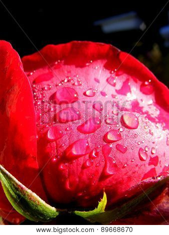 Raindrops