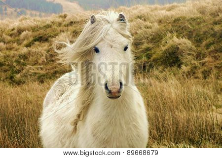 Black Mountain Pony