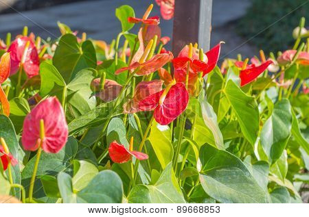 Close up of red Flamingo flower or Boy flower.