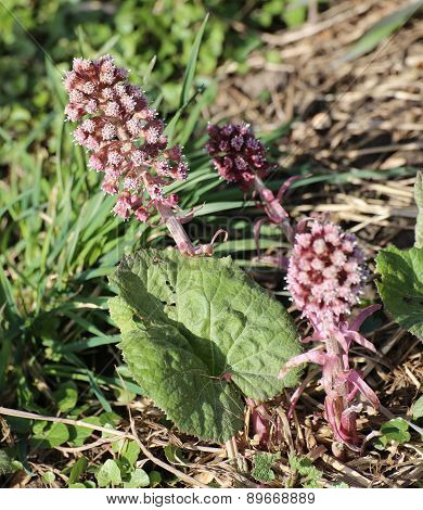 Butterbur Plant