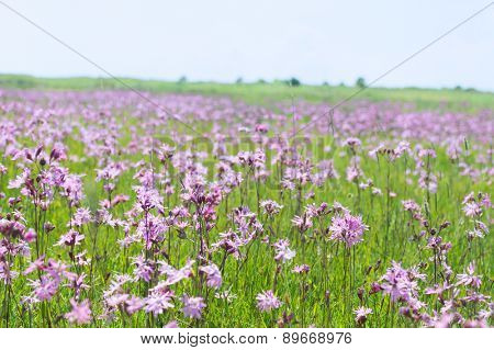 Field full Lychnis flowers