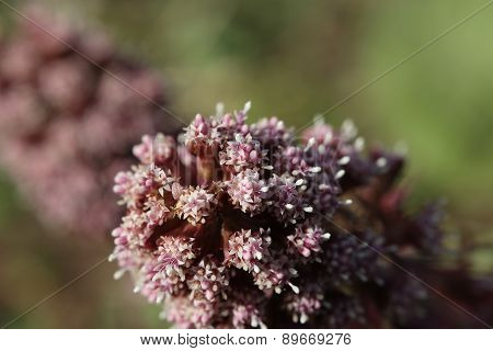 Butterbur Blossom Macro