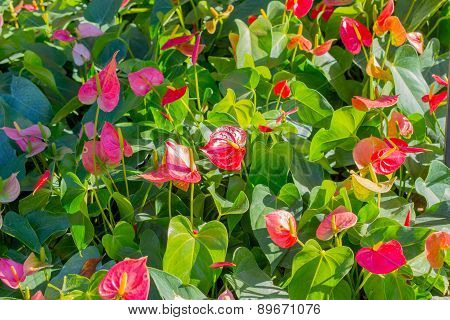 Close up of red Flamingo flower or Boy flower.