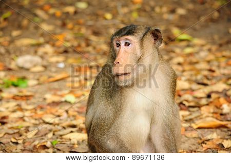 Wild Monkey