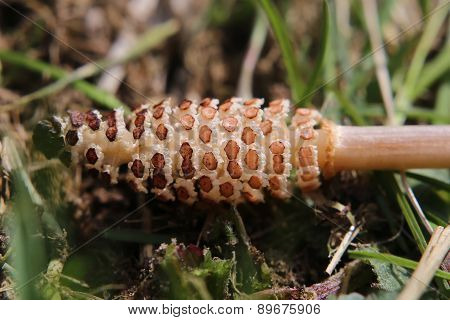 Horsetail Sporangium