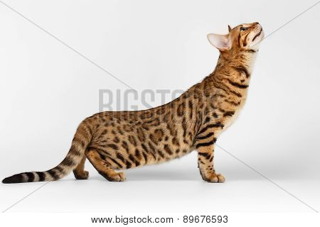 Bengal Cat Raising Up On White Background